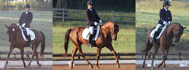 Rachel Fuentes-Love & Filbert 💚 Saddle & Bridle Pleasure Equitation  Medallion National Finals - Top 3 ASHA Pleasure Equitation National…